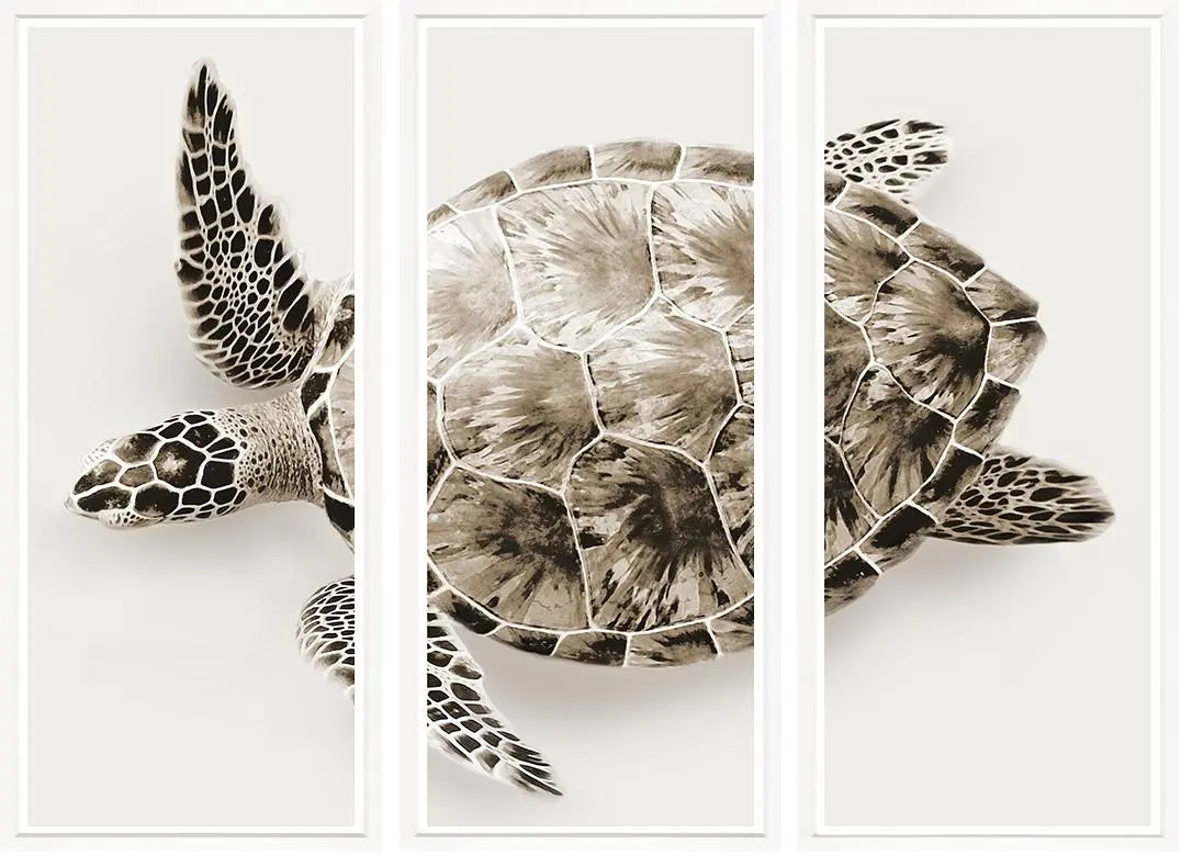 Triptych Turtle Throwbridge