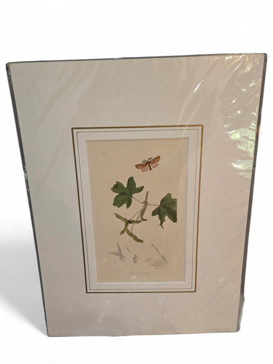 British Entemology print Home Crush