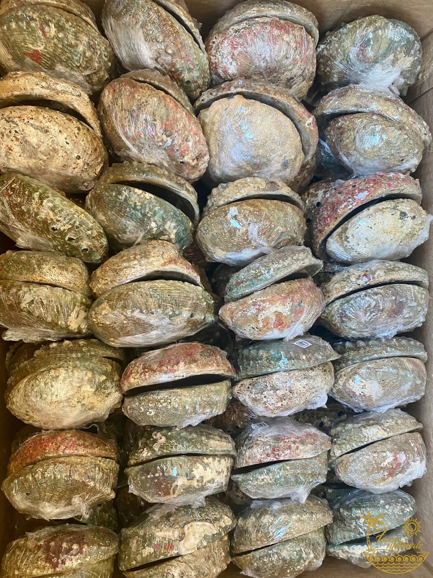 Abalone Shell Smudge Bowls (Large) Faiza Naturals