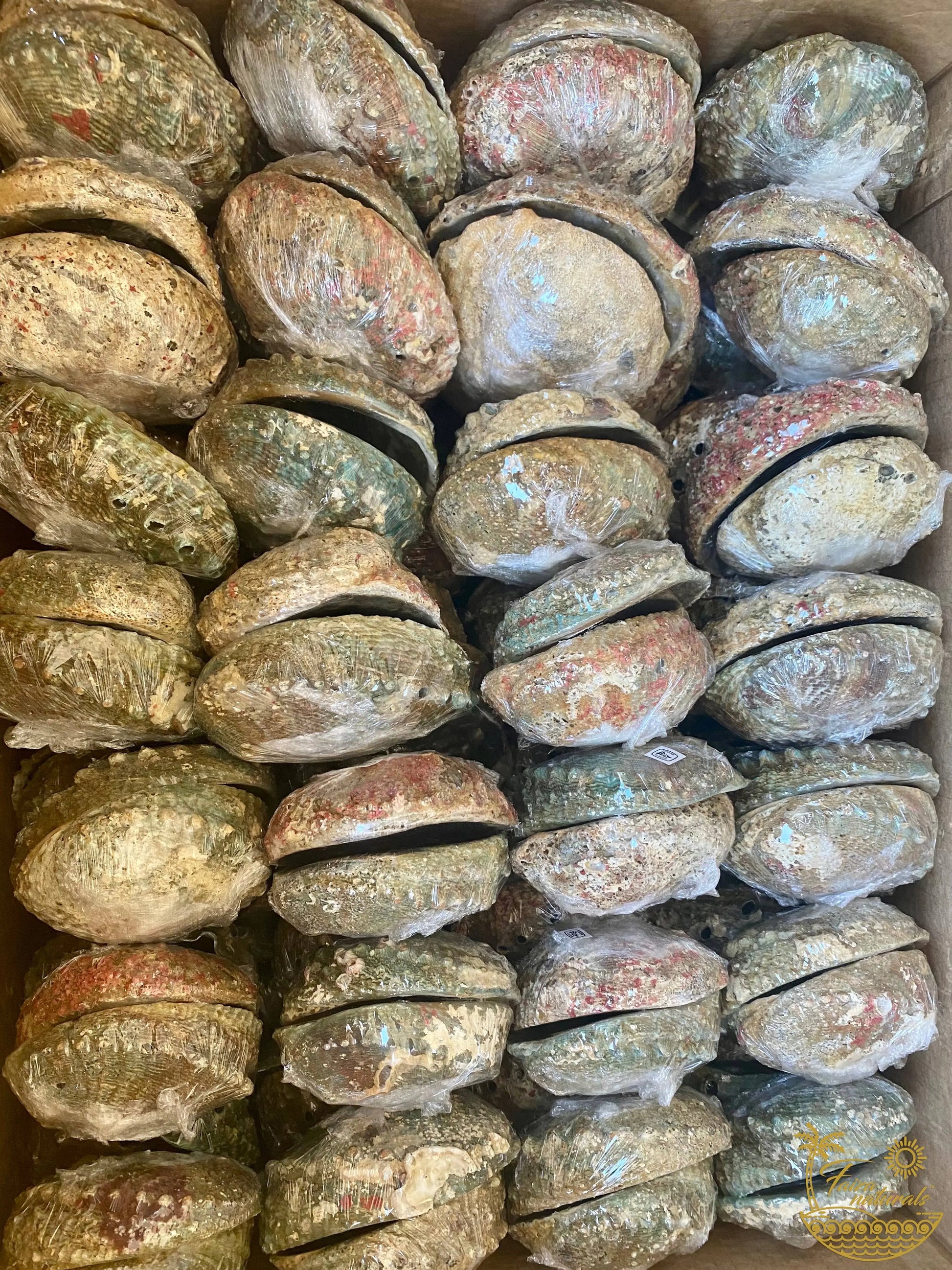 Abalone Shell Smudge Bowls (Large) Faiza Naturals