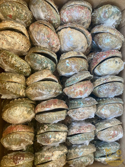 Abalone Shell Smudge Bowls (Large) Faiza Naturals
