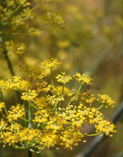 Wine Forest Fennel Pollen Wine Forest Ltd.