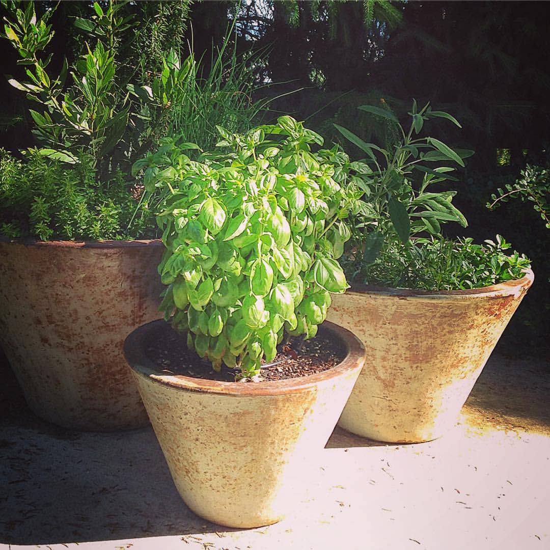 Garden Maker Culinary Herbs | Best Seller | Summer Cooking Potting Shed Creations, Ltd.