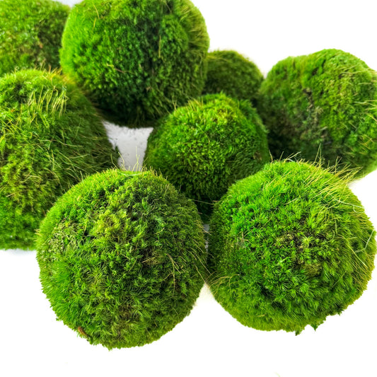 6'' Preserved Large Moss Ball Forever Green Art