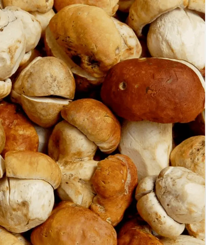 Dried Porcini #1 Mushrooms Wine Forest Ltd.