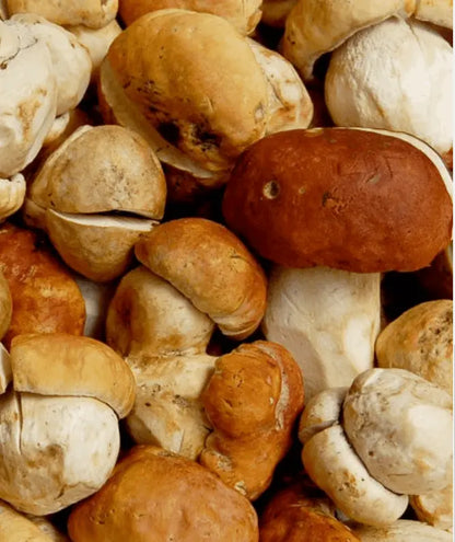 Dried Porcini #1 Mushrooms Wine Forest Ltd.